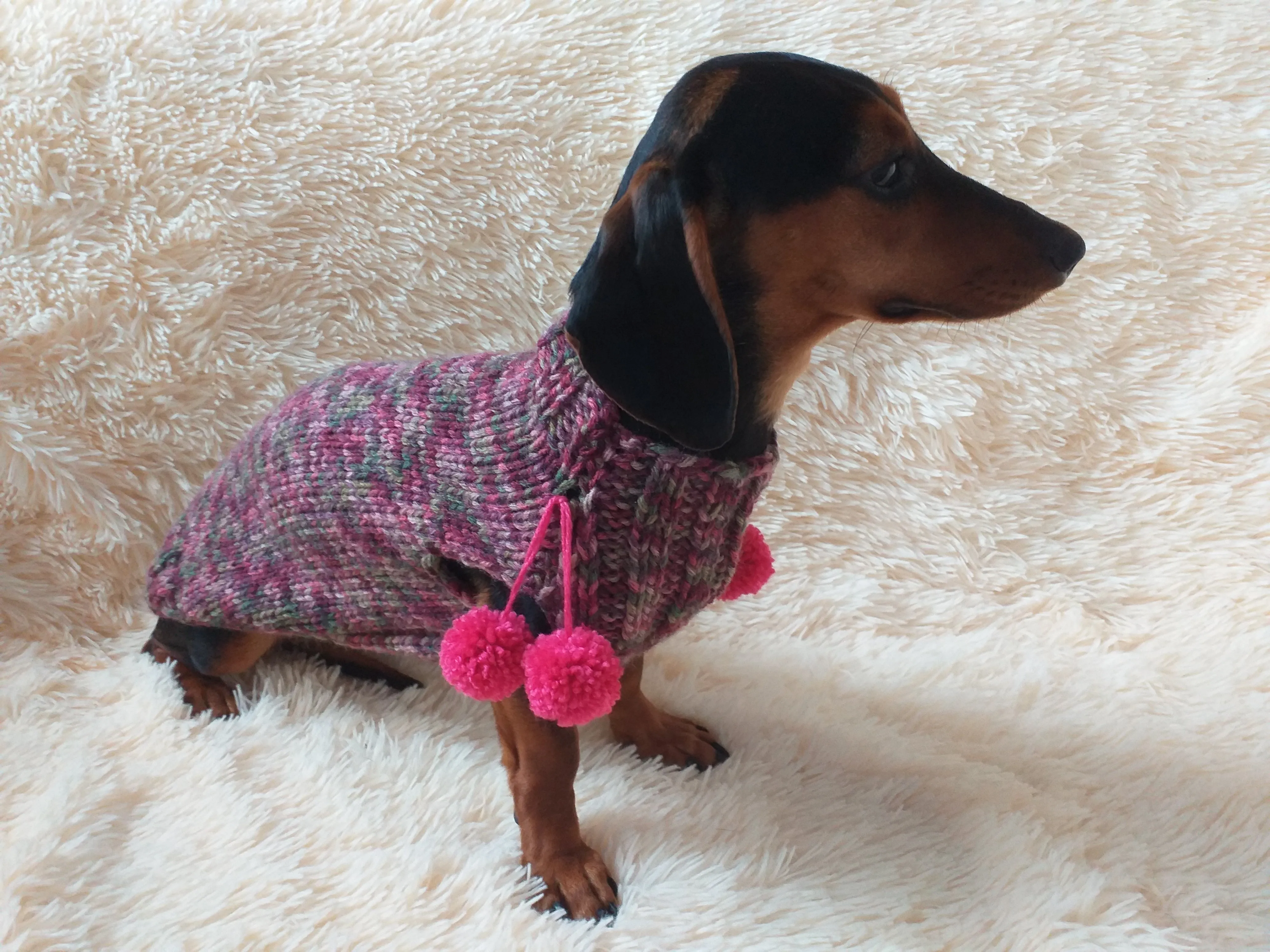 Wool aran sweater for mini dachshund or small dog, dachshund puppy sweater, terrier sweater, small dog sweater