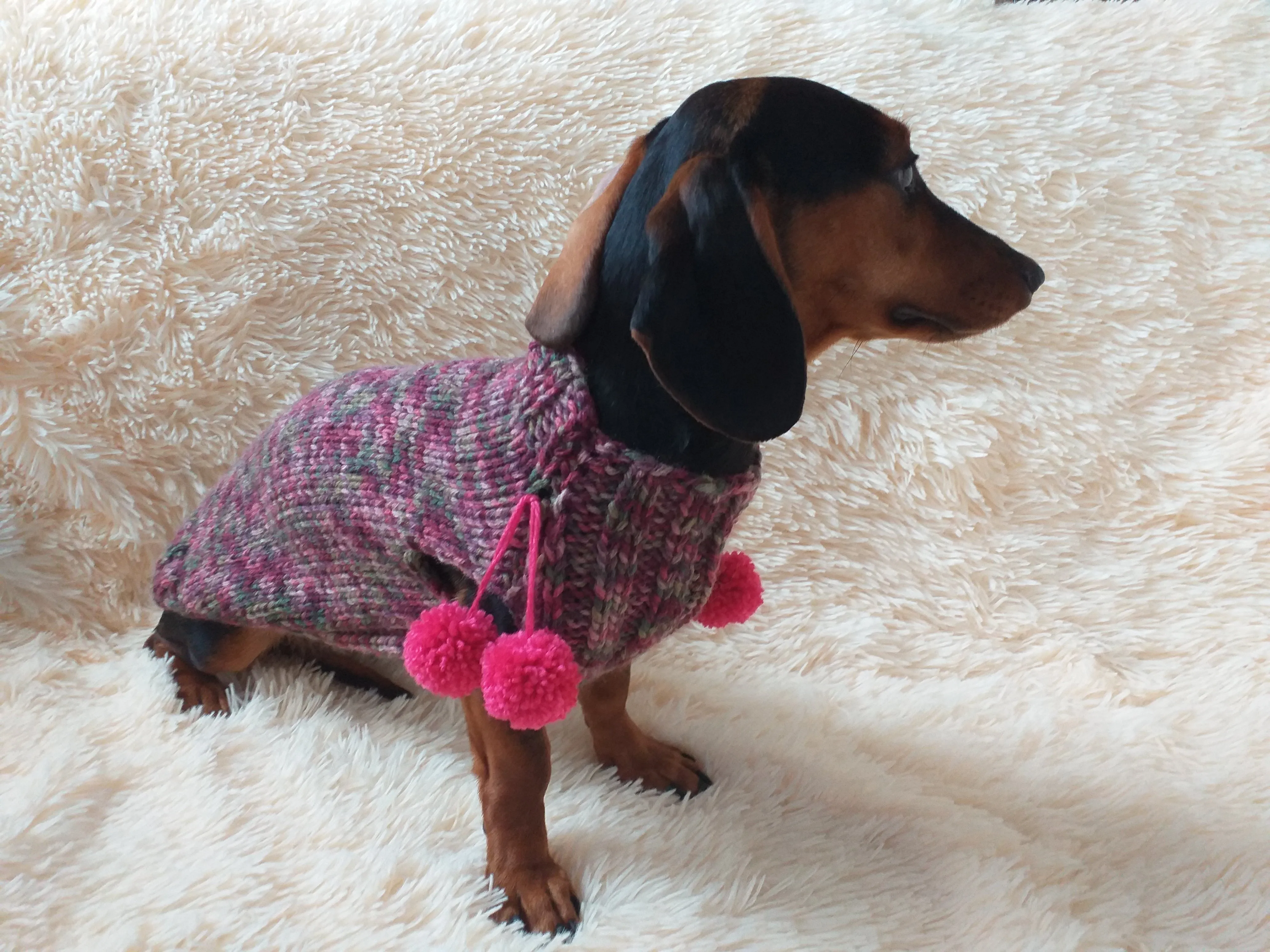 Wool aran sweater for mini dachshund or small dog, dachshund puppy sweater, terrier sweater, small dog sweater