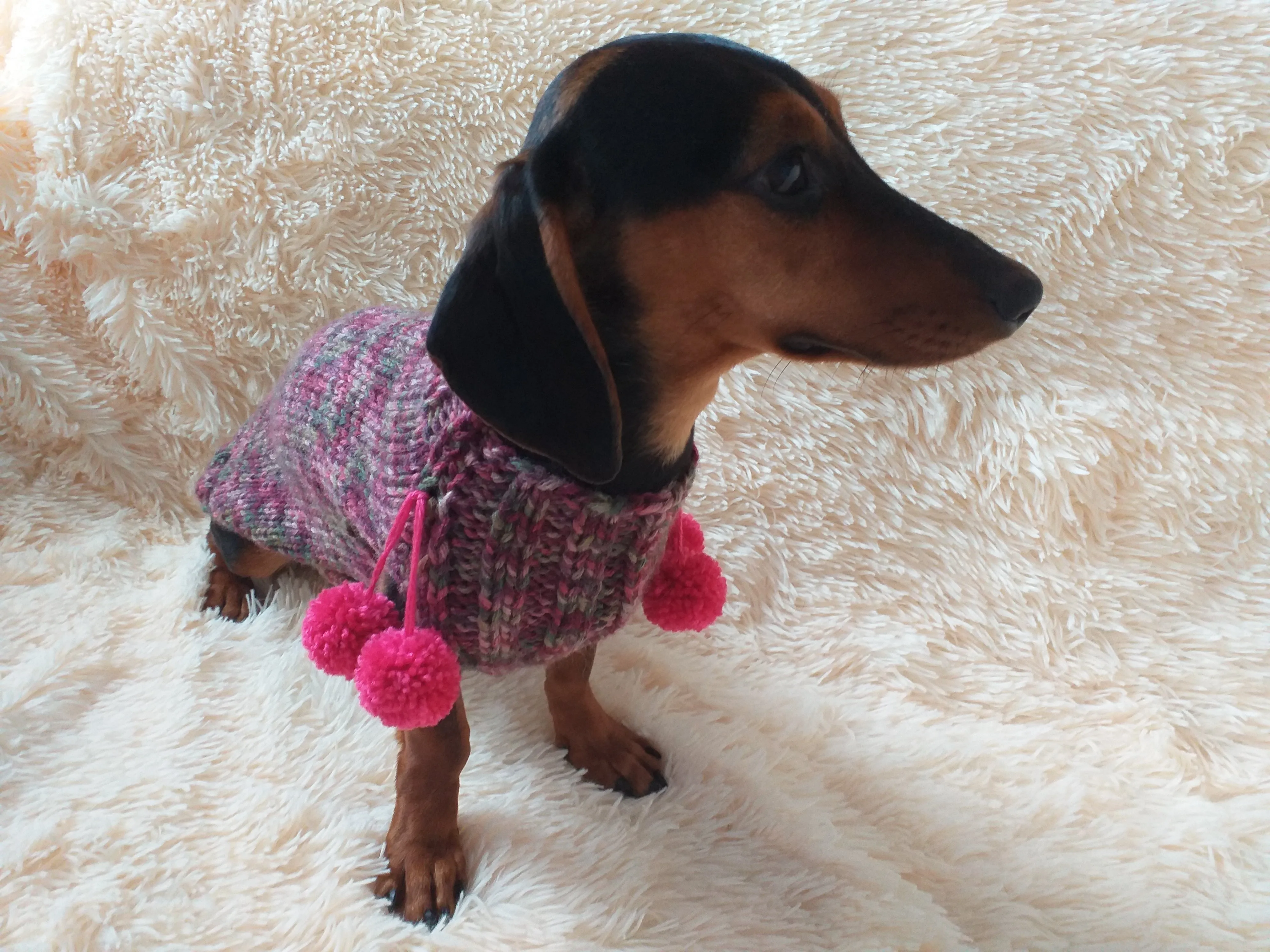 Wool aran sweater for mini dachshund or small dog, dachshund puppy sweater, terrier sweater, small dog sweater